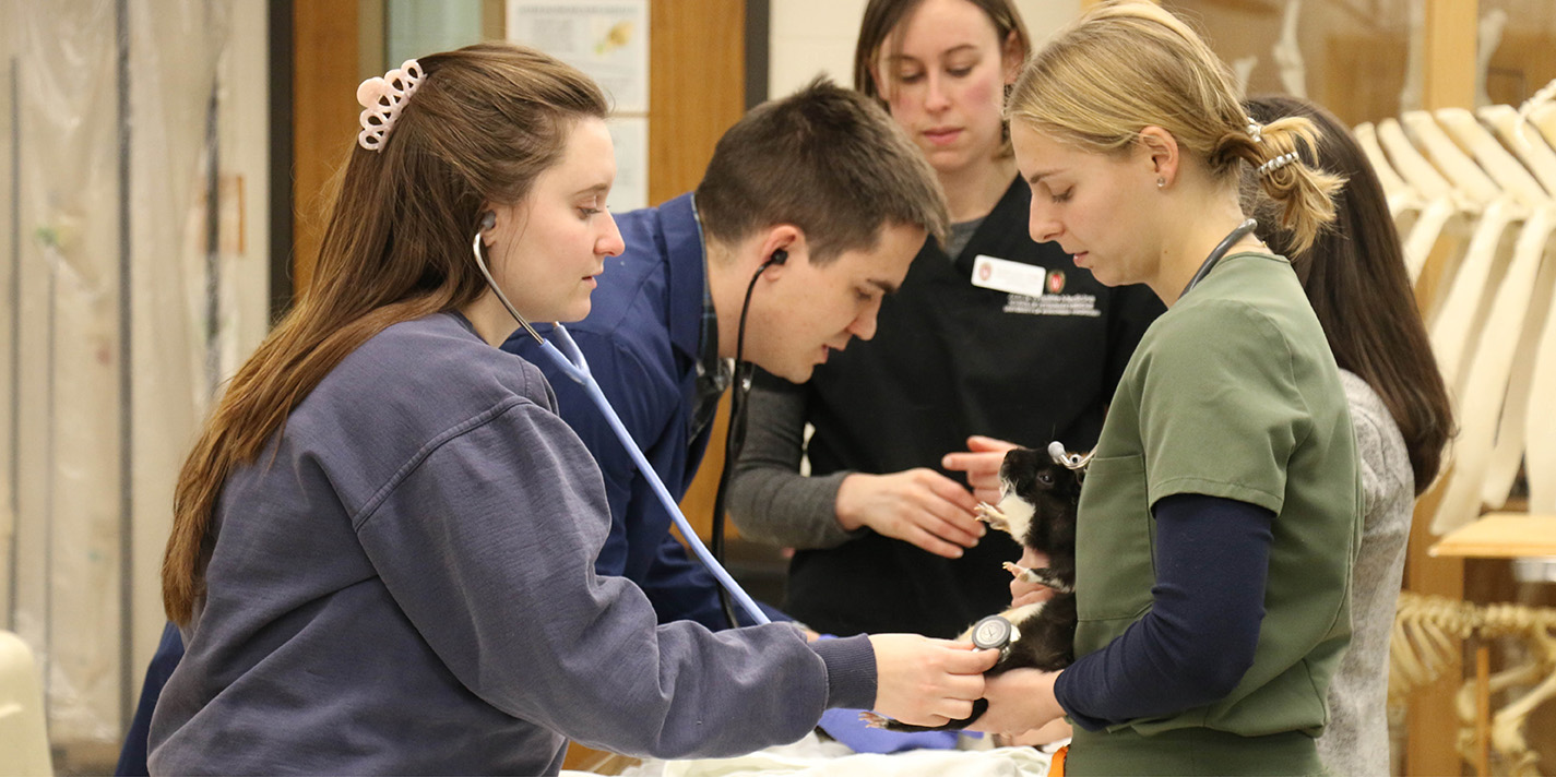 School of Veterinary Medicine students examining a guinea pig