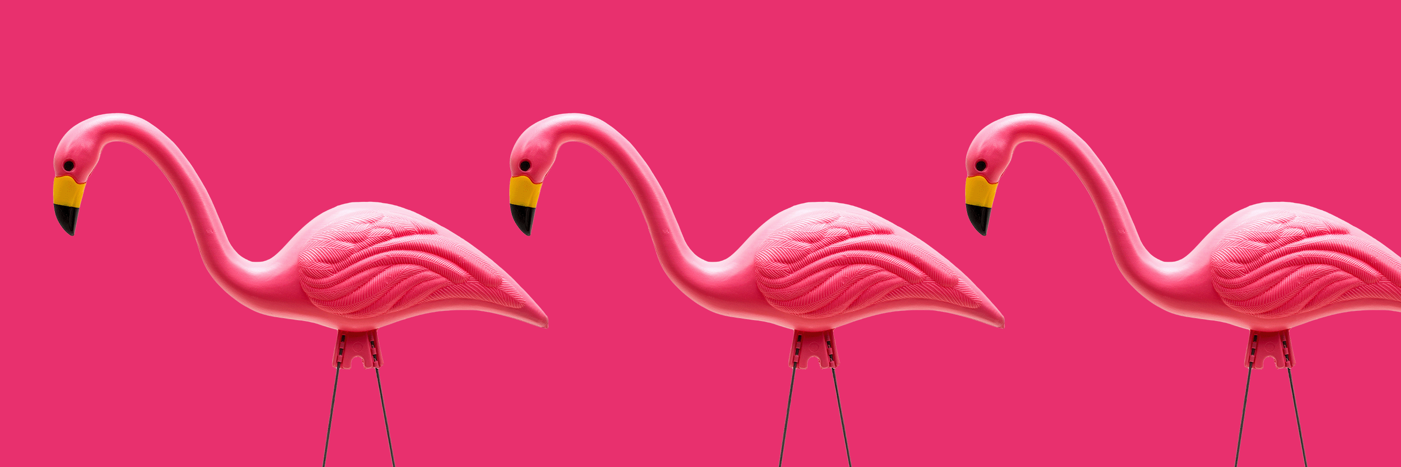 Three Flamingos