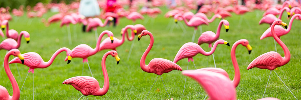 Flamingos on Bascom Hill