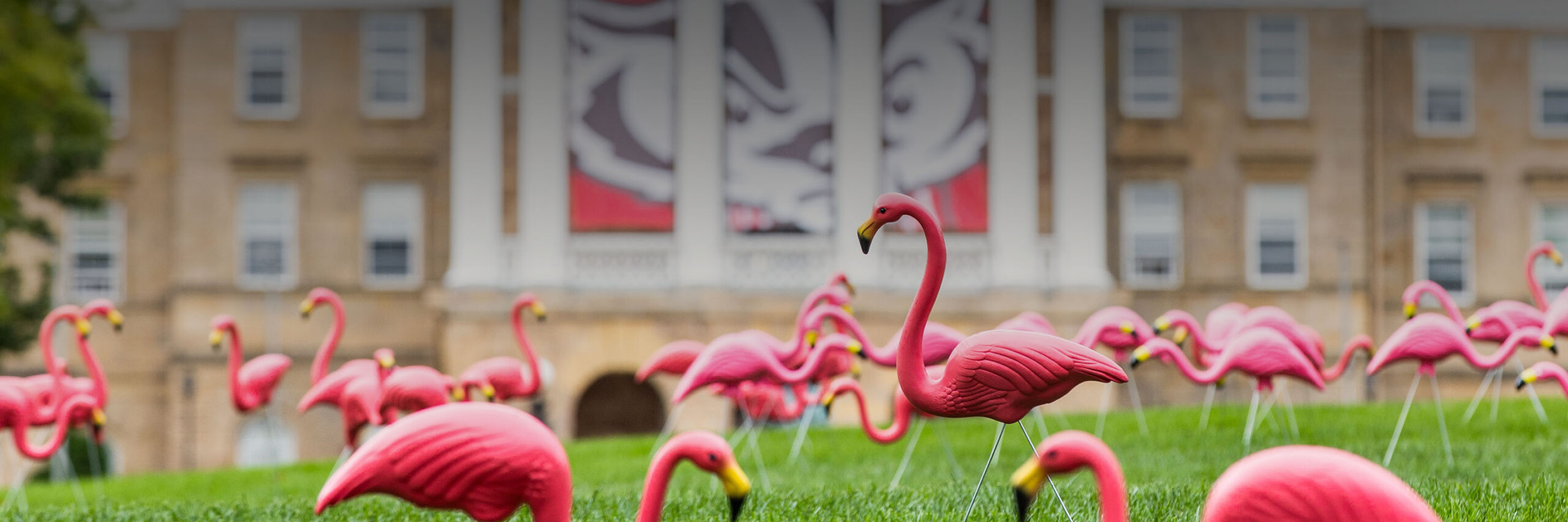 Flamingos on Bascom Hill