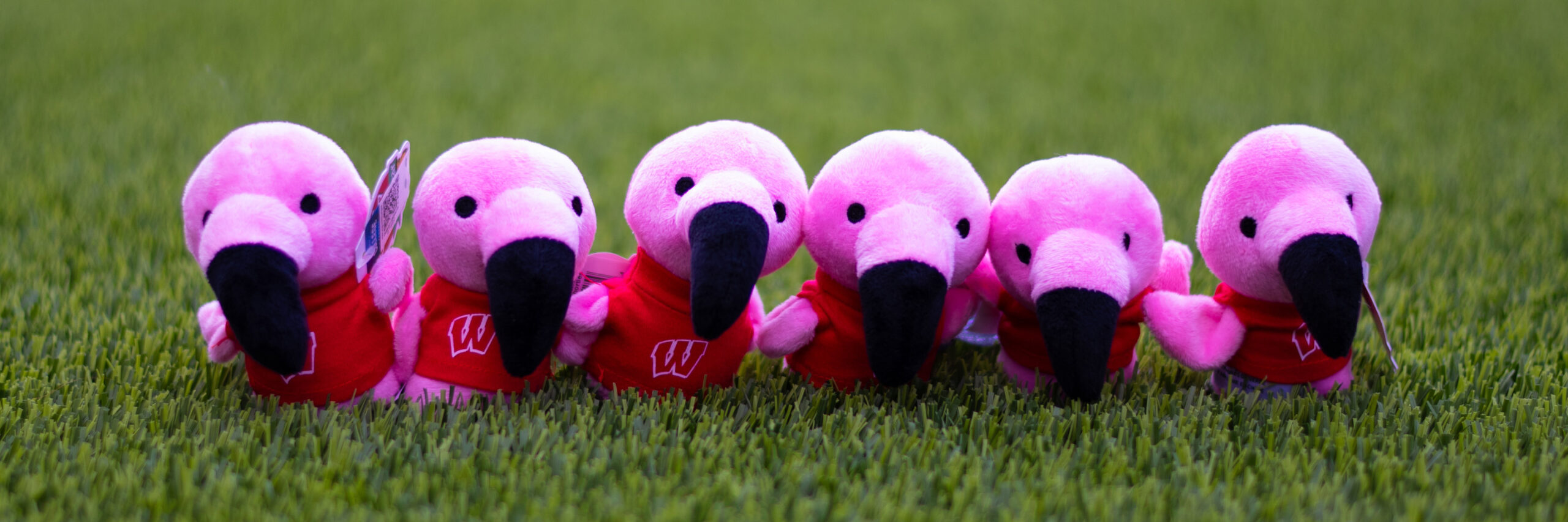 Small plush flamingos lined up on the grass