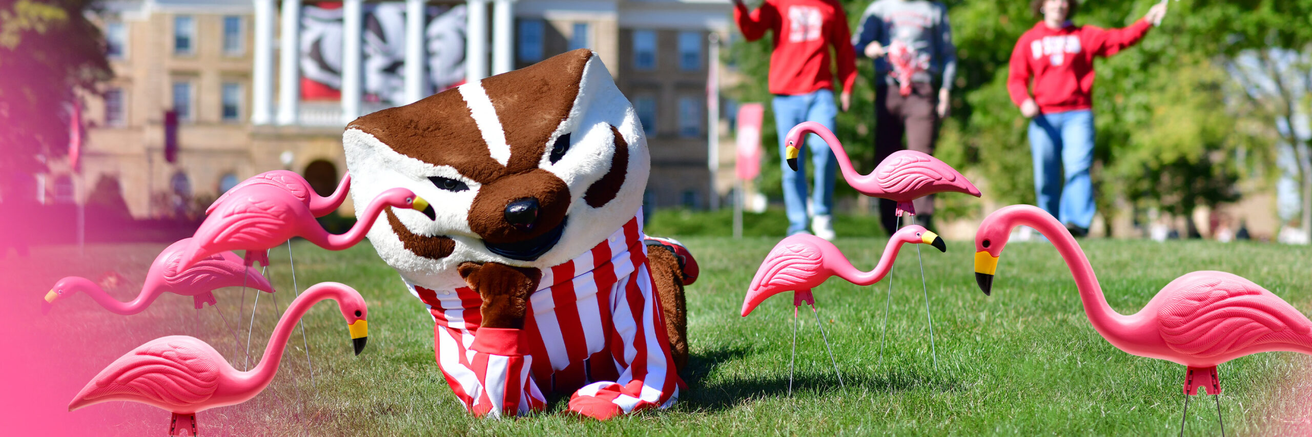 Bucky laying down on Bascom Hill with pink plastic flamingos all around.